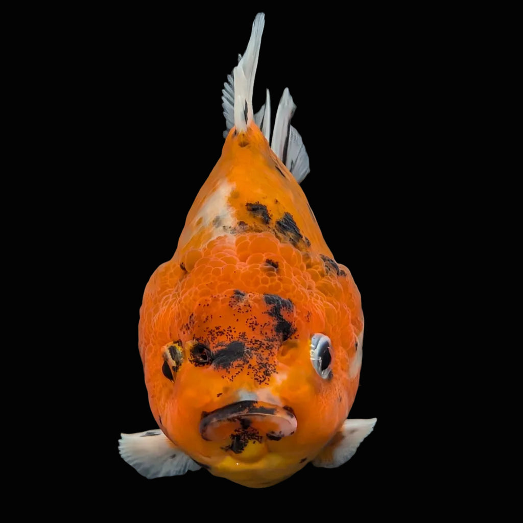 Jumbo Oranda Yuan Bao Calico   4"-4.5"in. ID#807SB13A-001