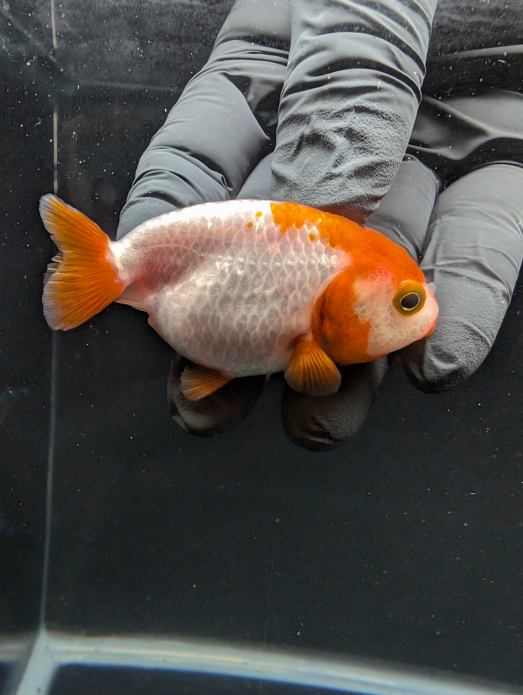 Baby Ranchu Red White 2.5"-3" in. ID#605R4A-073