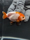 Baby Ranchu Red White 2.5"-3" in. ID#605R4A-073