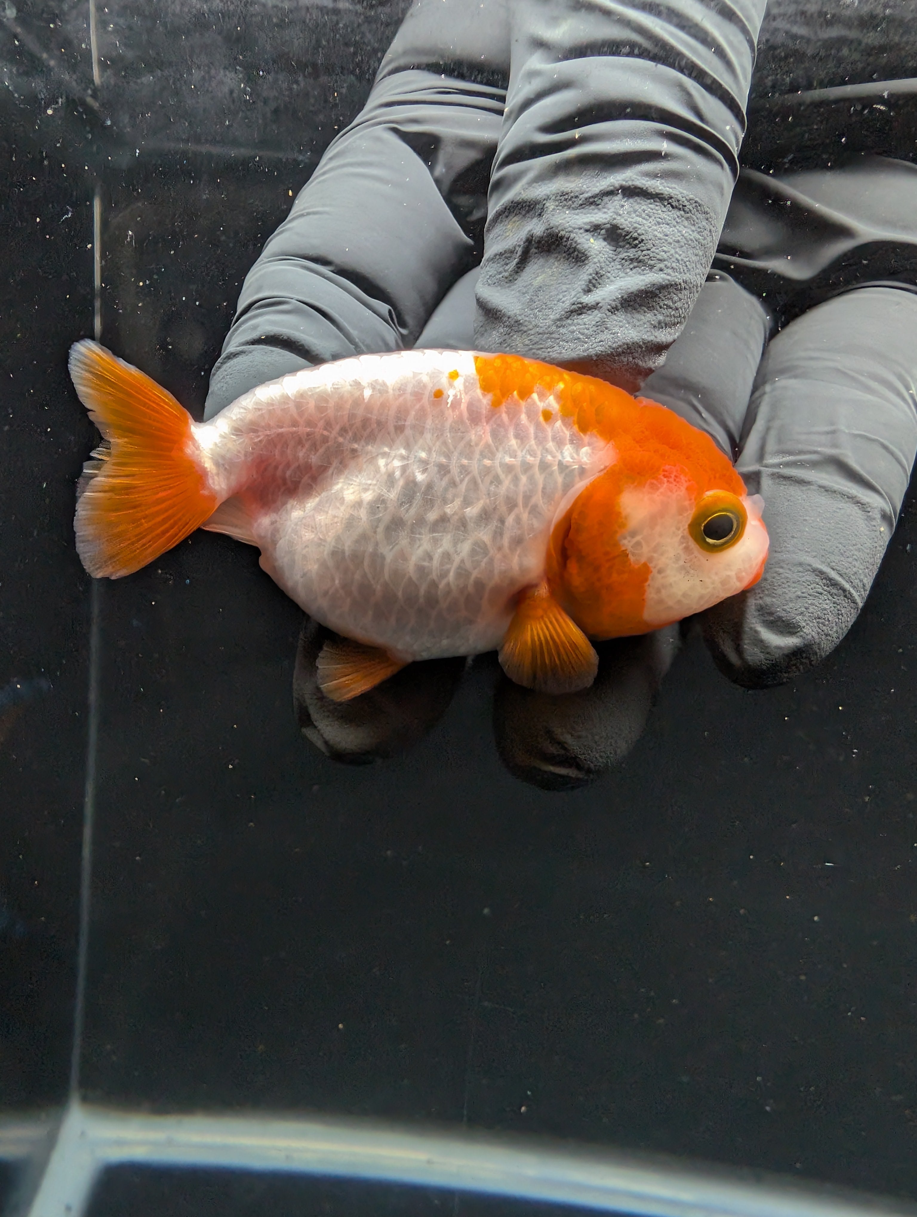 Baby Ranchu Red White 2.5"-3" in. ID#605R4A-073