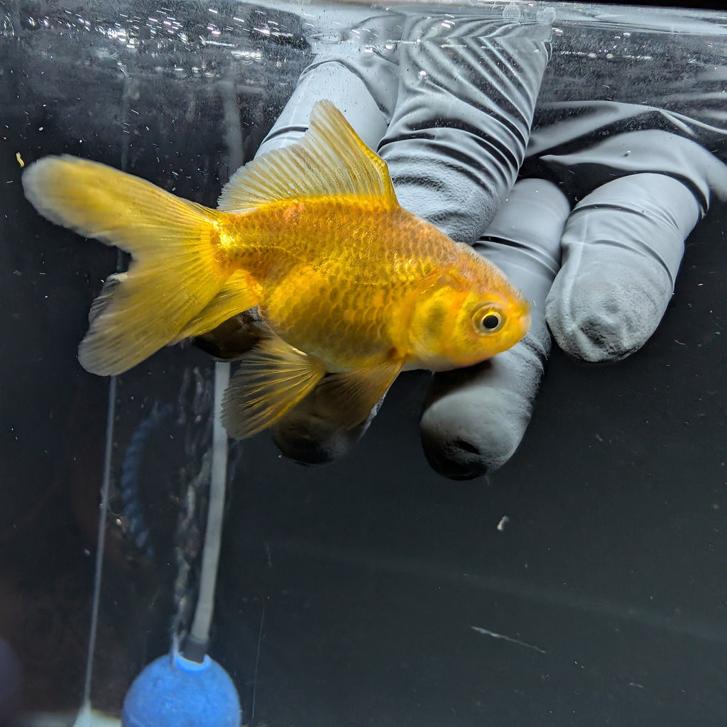 Juvenile Oranda Bronze 3"-3.5"in.  ID#515T2A-011