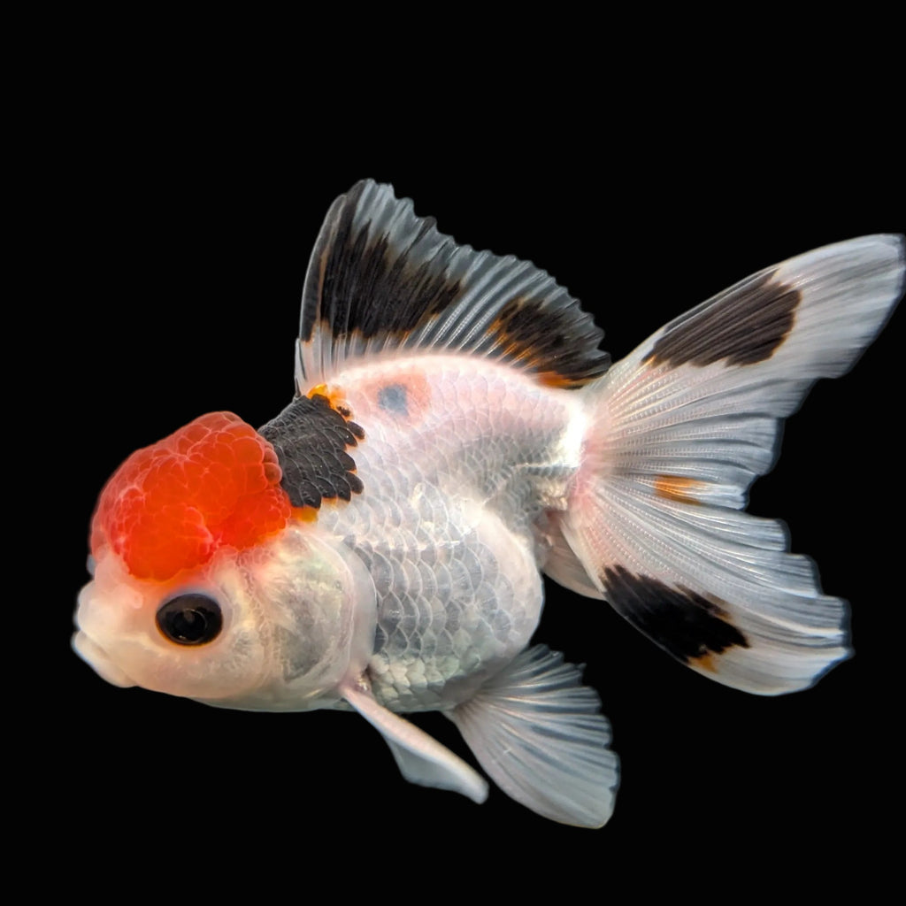 Juvenile Oranda Tricolor 3.5"-4" in.  ID#403T8A-005