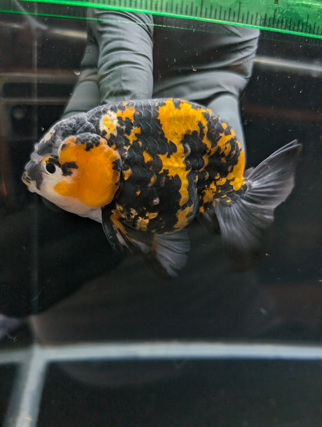 Thai Jumbo Ranchu *Special Color Tiger Calico 4"-4.5" in. ID#807R9A-001 Please See Notes.