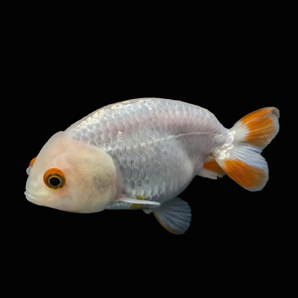 Ranchu Red White 3.5"-4"in. ID#821R4A-052