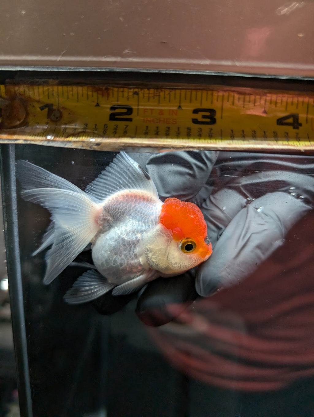 Juvenile Oranda Tricolor 3.5"-4" in.  ID#501T2A-001
