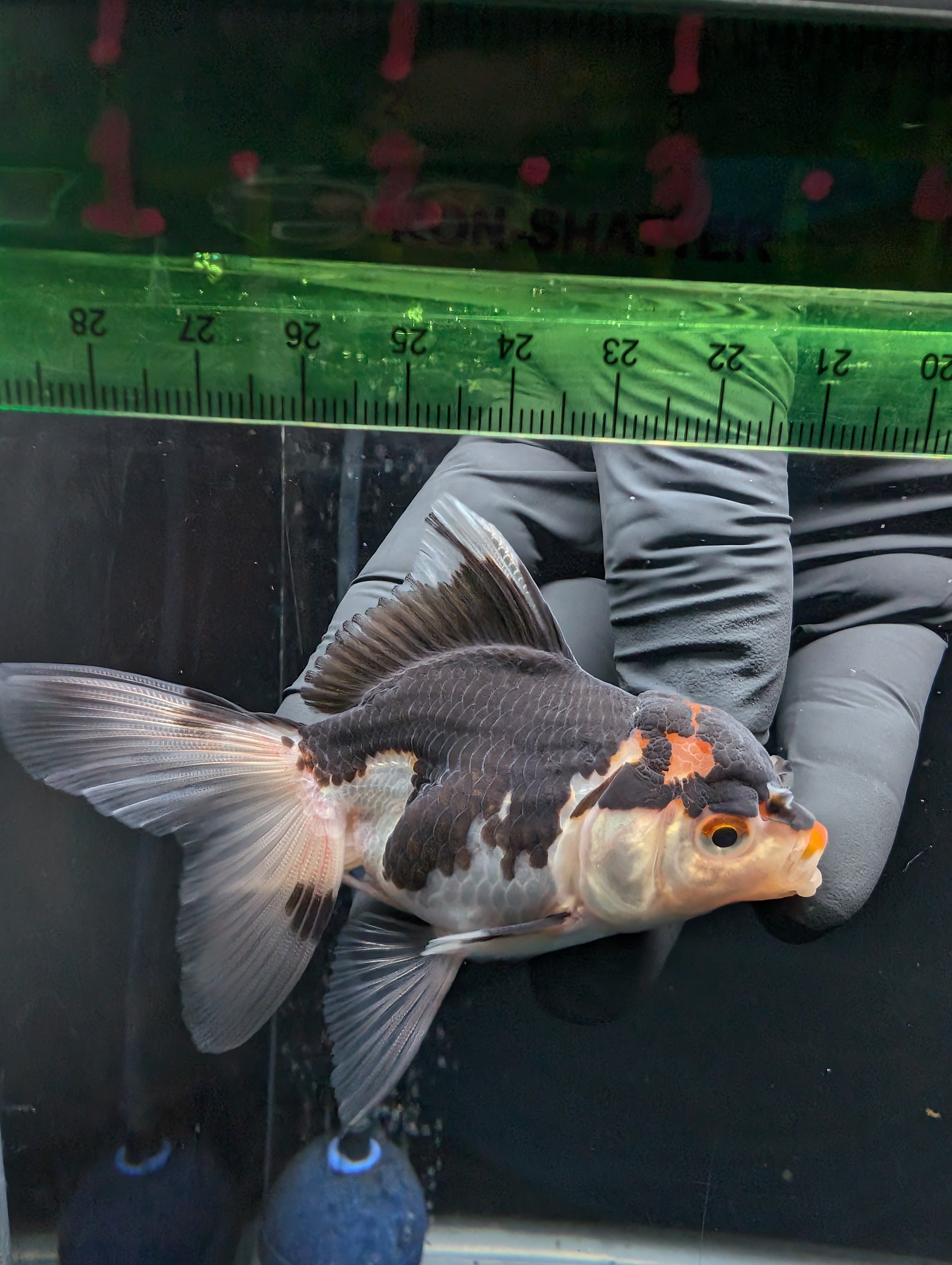 Thai Juvenile Oranda Tricolor 3"-3.5" in.  ID#626T1A-002