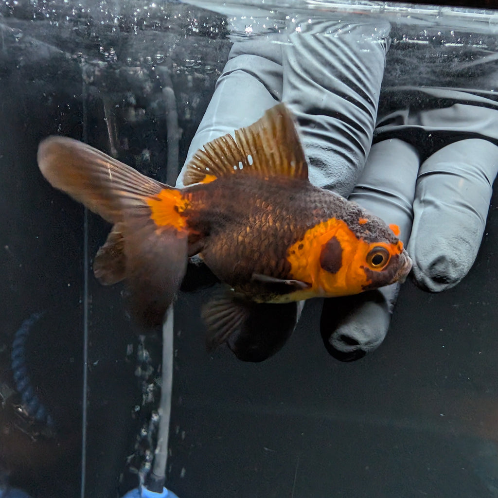 Juvenile Oranda Red Black 3"-3.5"in.  ID#515T2A-004