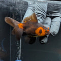 Juvenile Oranda Red Black 3"-3.5"in.  ID#515T2A-004