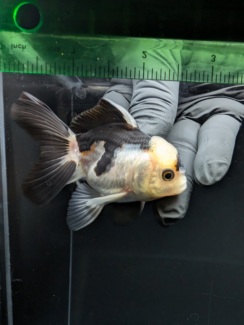 Juvenile Thai Oranda Panda 3"in.  ID#814T1A-008
