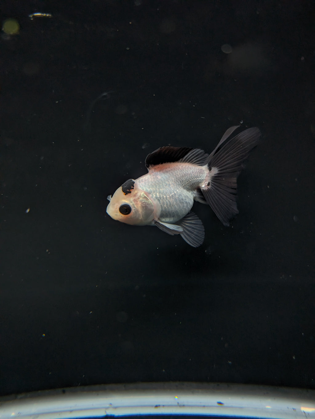 Juvenile Oranda Panda  3.5"-4" in.  ID#501T2A-013