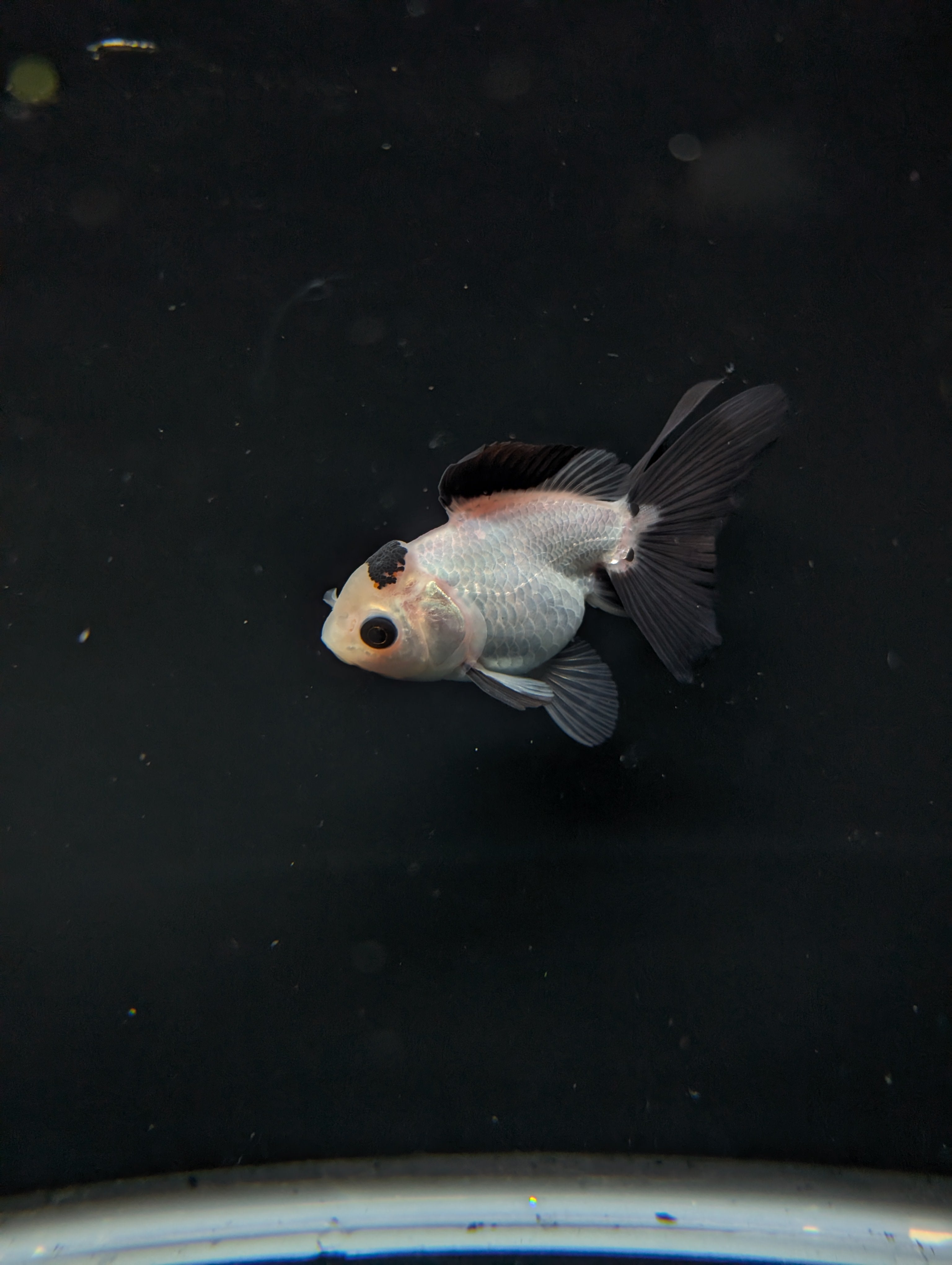 Juvenile Oranda Panda  3.5"-4" in.  ID#501T2A-013