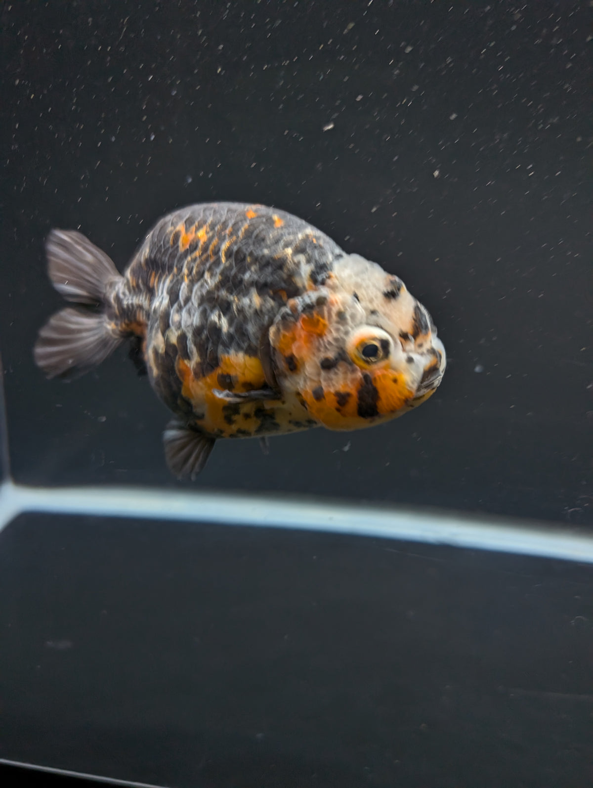 Jumbo Ranchu Kirin Calico 4"-4.5" in. ID#918R8A-074