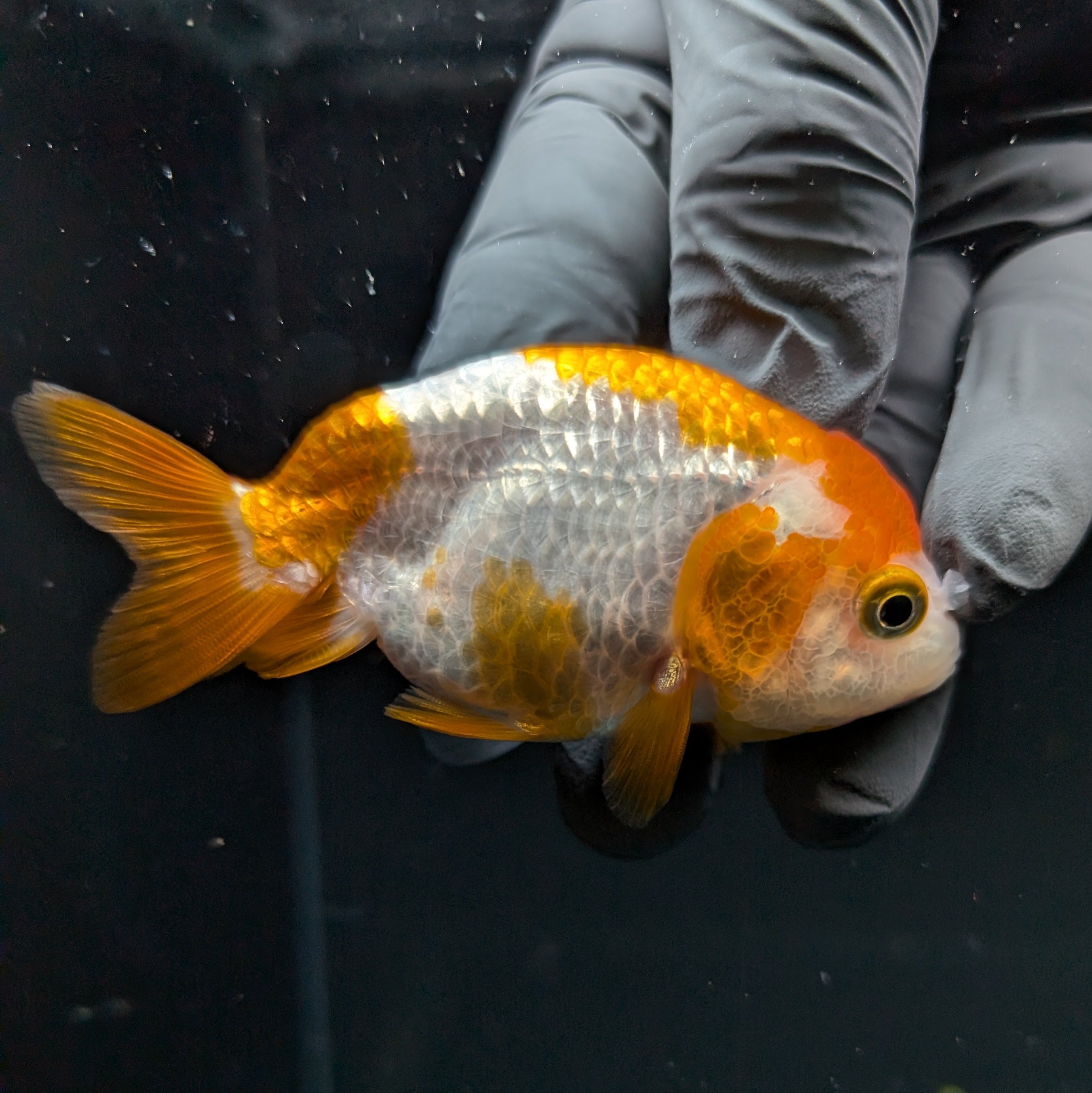 Ranchu Red White 2.5"-3" in. ID#724R4A-025