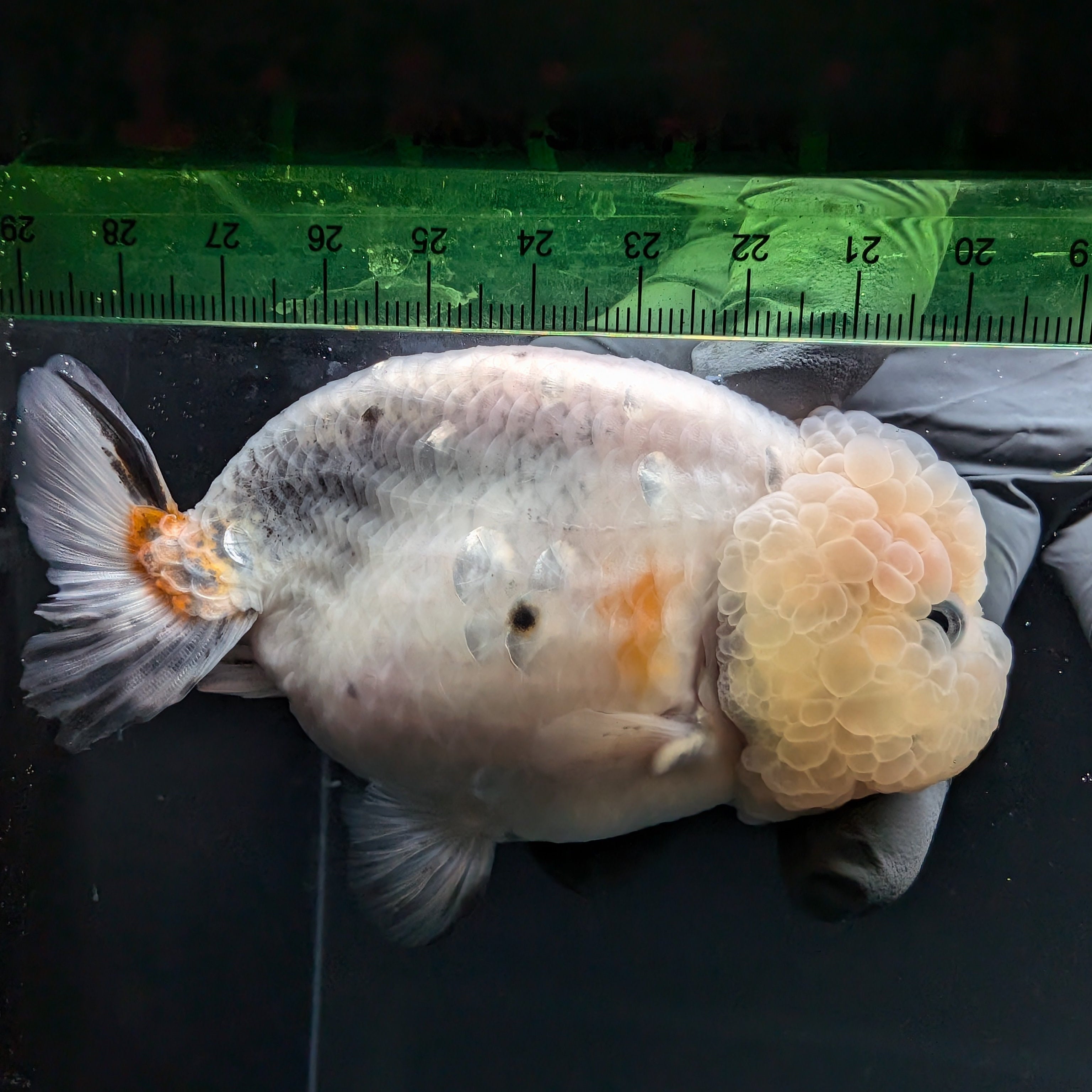 Jumbo Ranchu Calico 3.5"- 4" in. ID#710R8A-027
