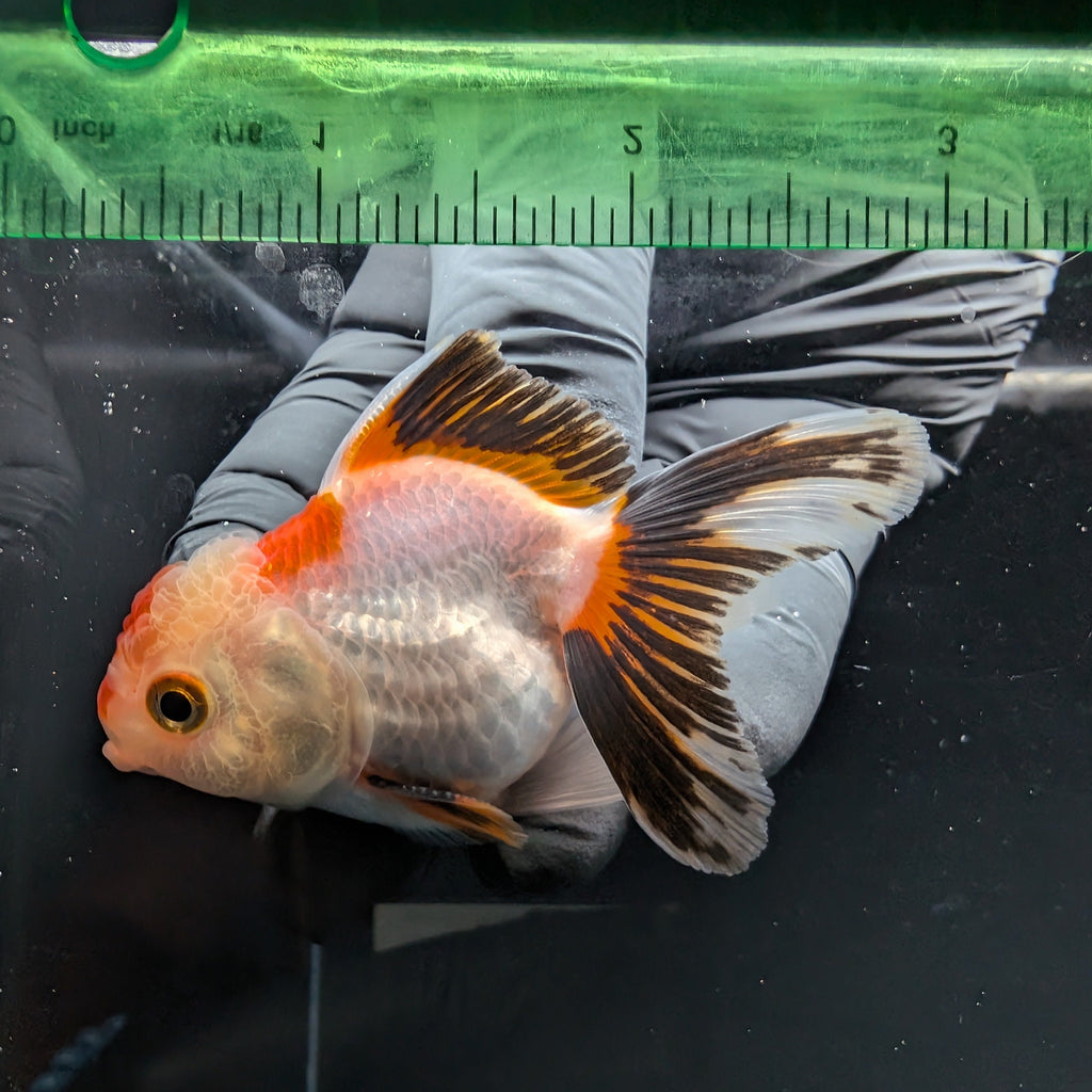 Thai Baby Oranda Tricolor 3"in.  ID#807T1A-004