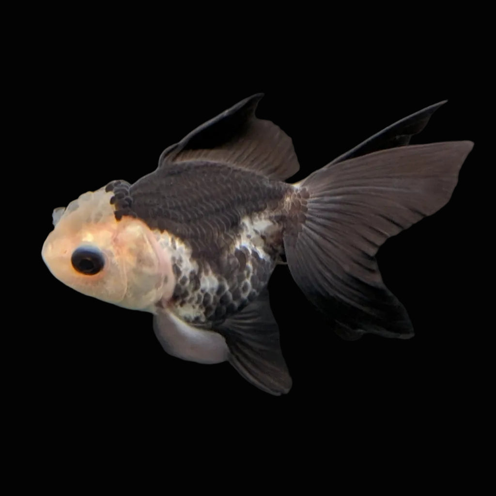 Thai Baby Oranda Panda 3"in.  ID#807T1A-005