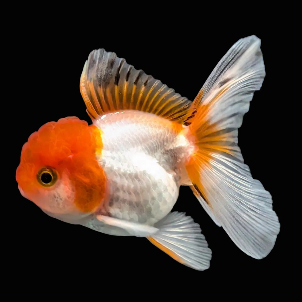 Juvenile Oranda Tricolor 3.5"-4" in.  ID#417T7A-007