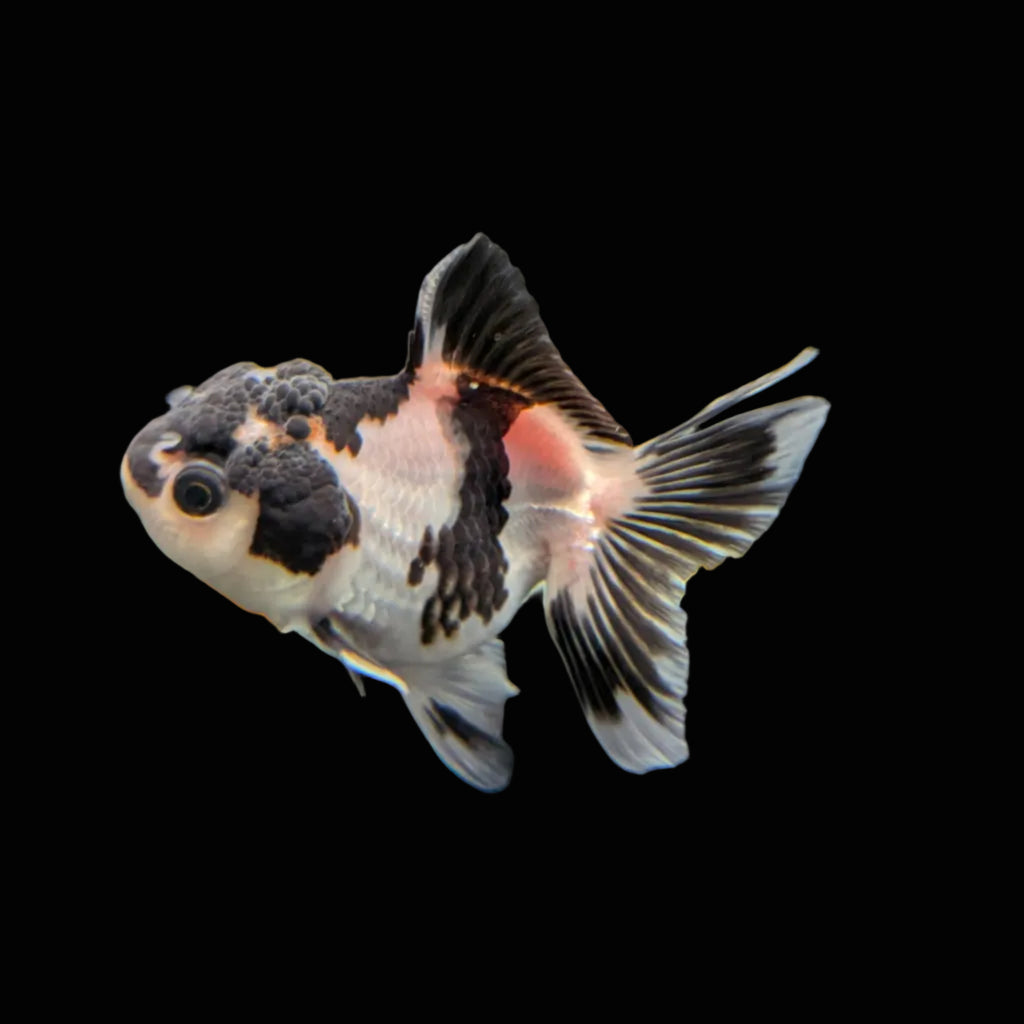 Juvenile Oranda Panda 3.5"-4" in.  ID#320T13b-007