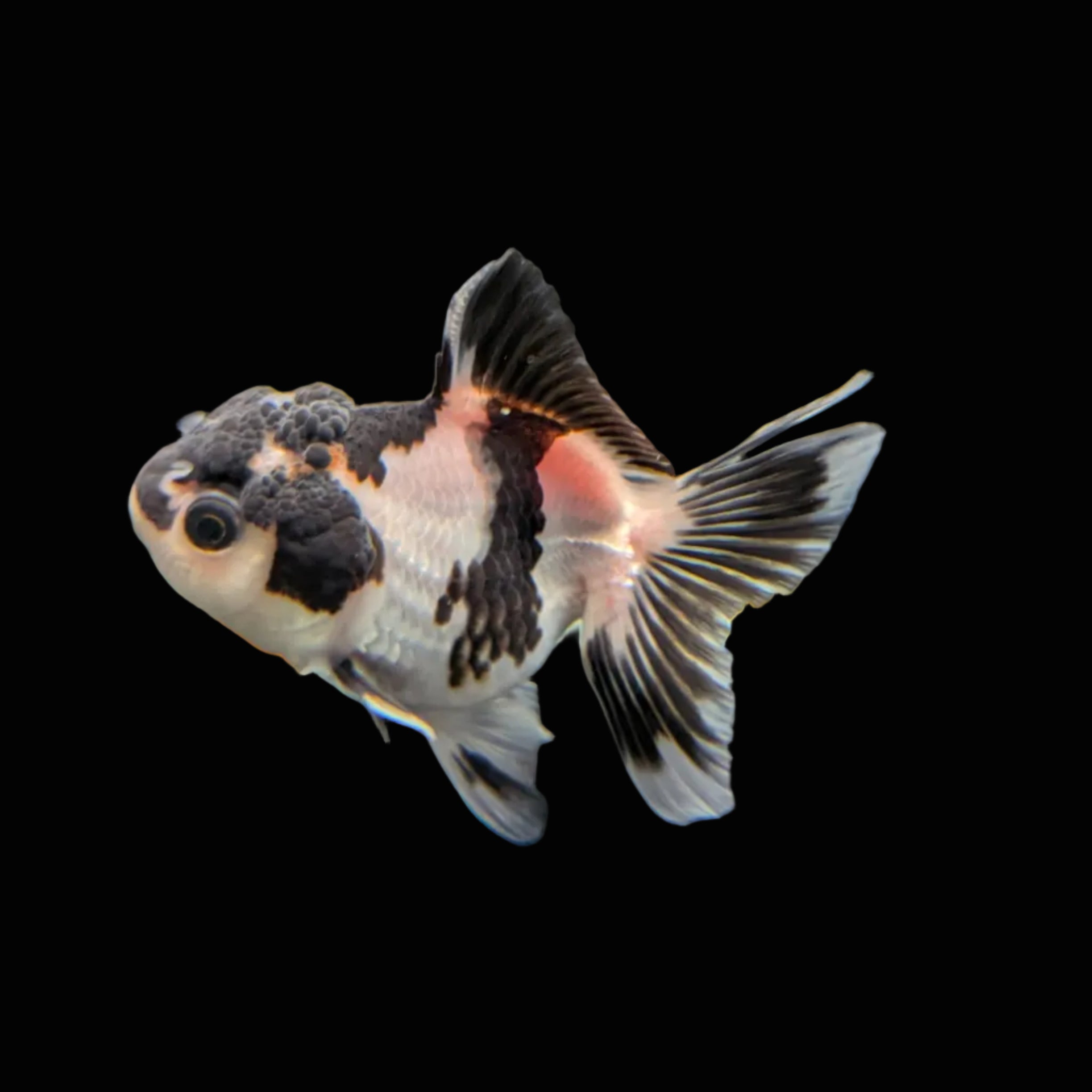 Juvenile Oranda Panda 3.5"-4" in.  ID#320T13b-007