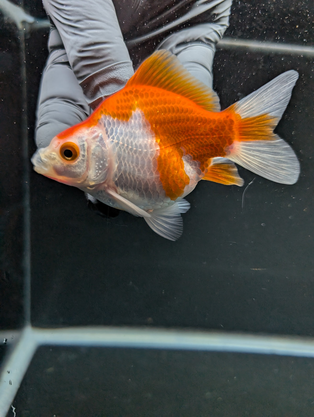Tamasaba Red White 3"-3.5" in. ID#1009TM1B-005