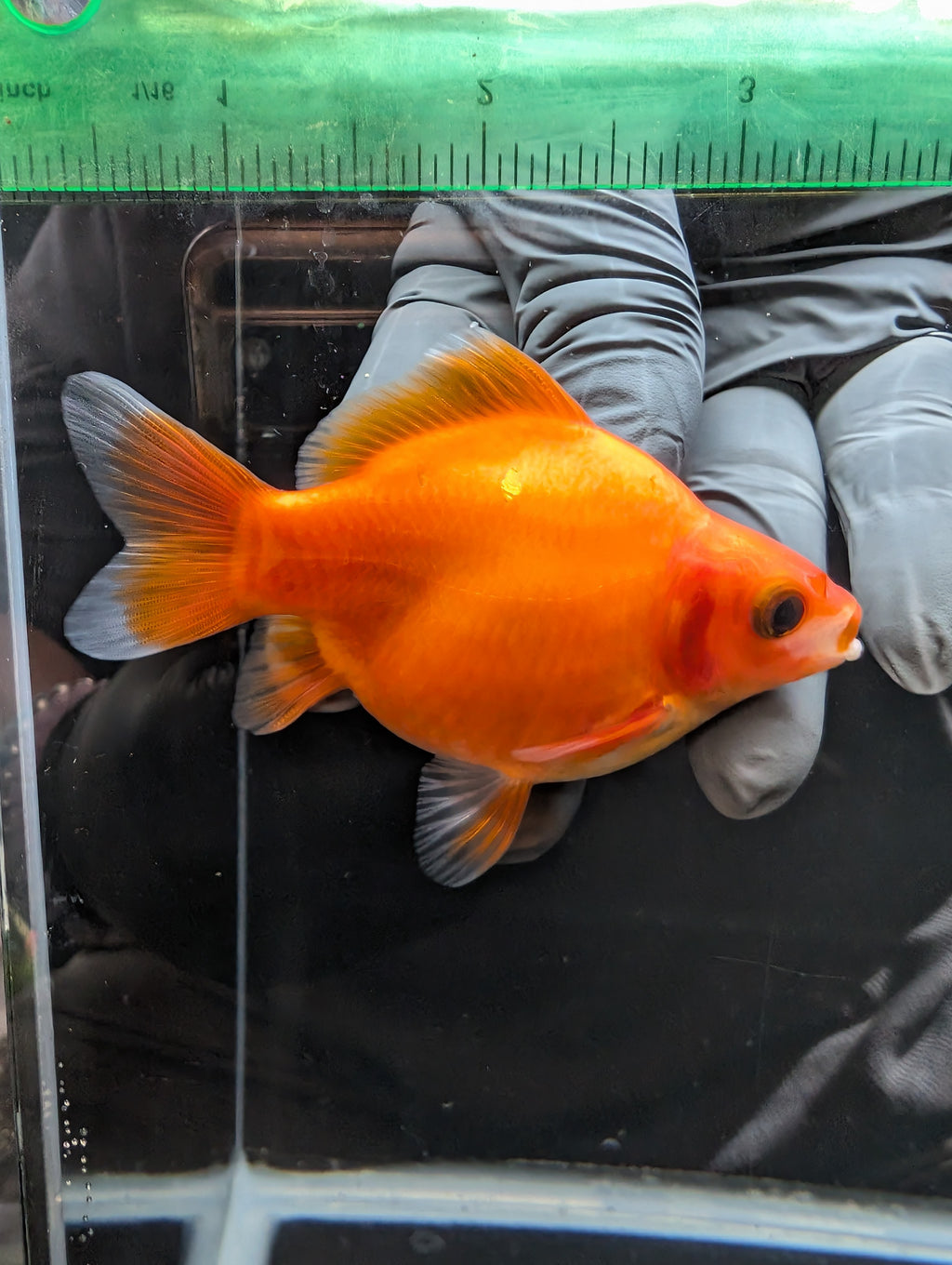 Tamasaba Sakura 3.5"in. ID#1023TM1B-033