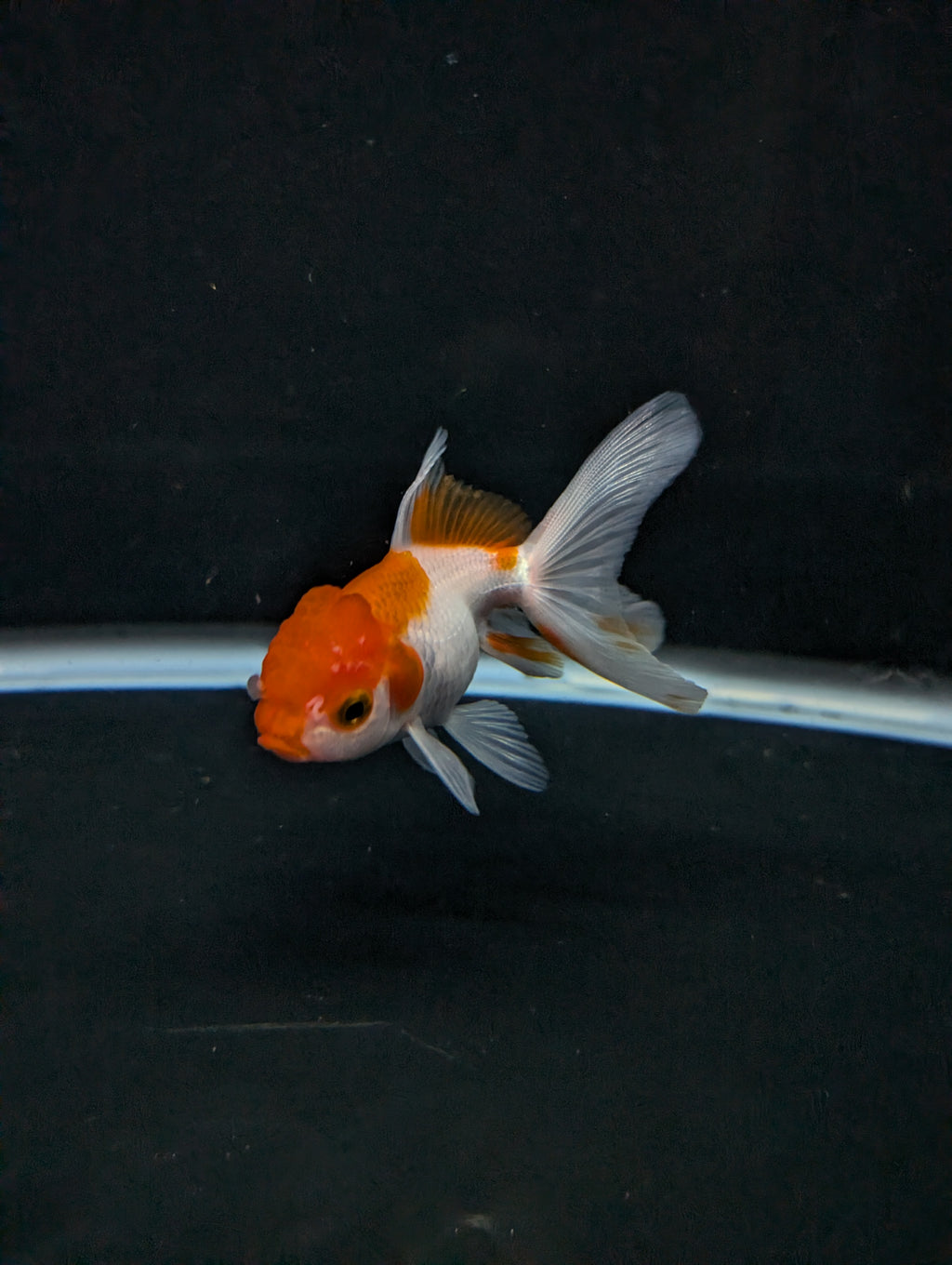 Juvenile Oranda  Red White 3"-3.5"in.  ID#619T1A-008