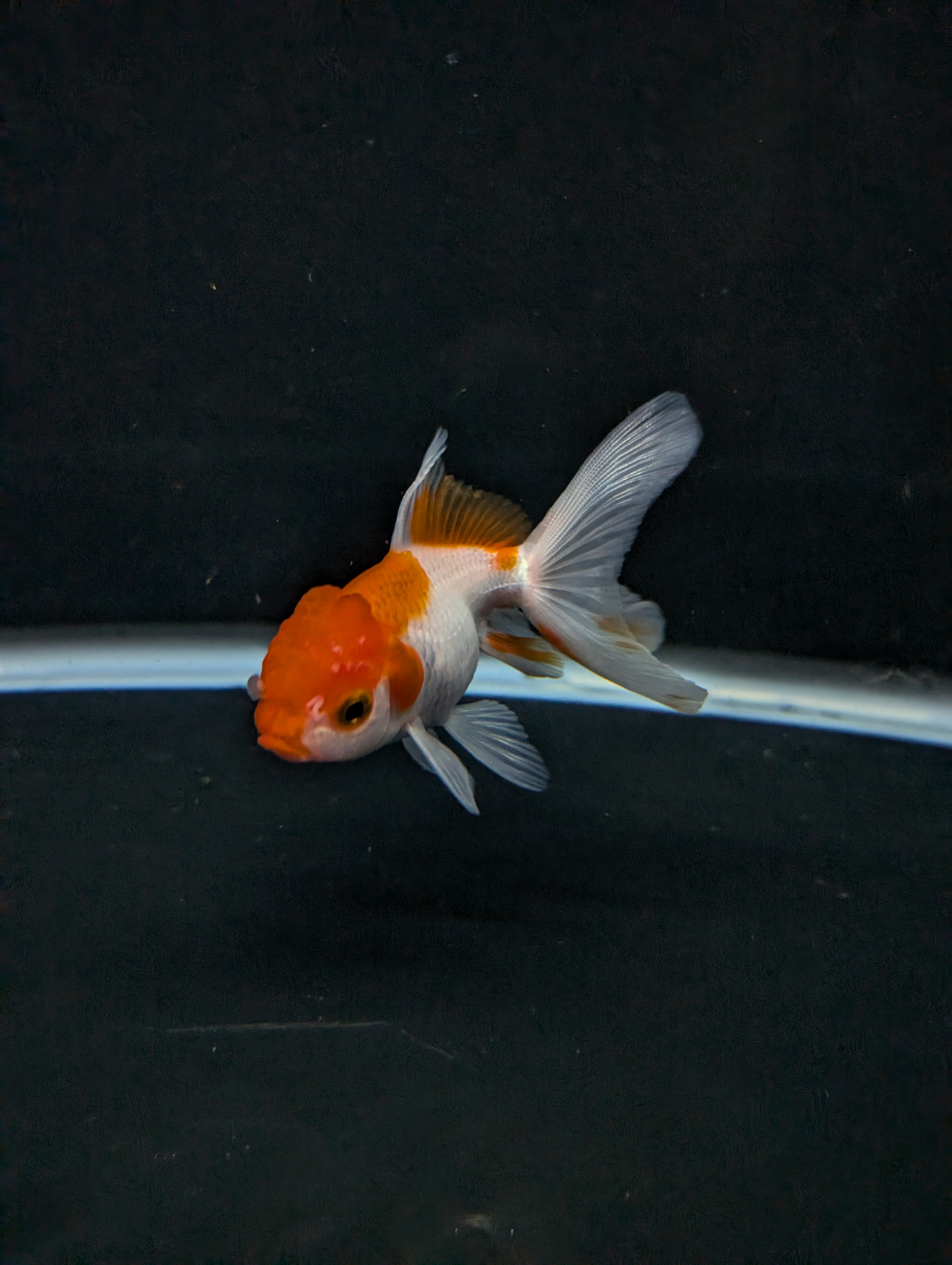 Juvenile Oranda  Red White 3"-3.5"in.  ID#619T1A-008