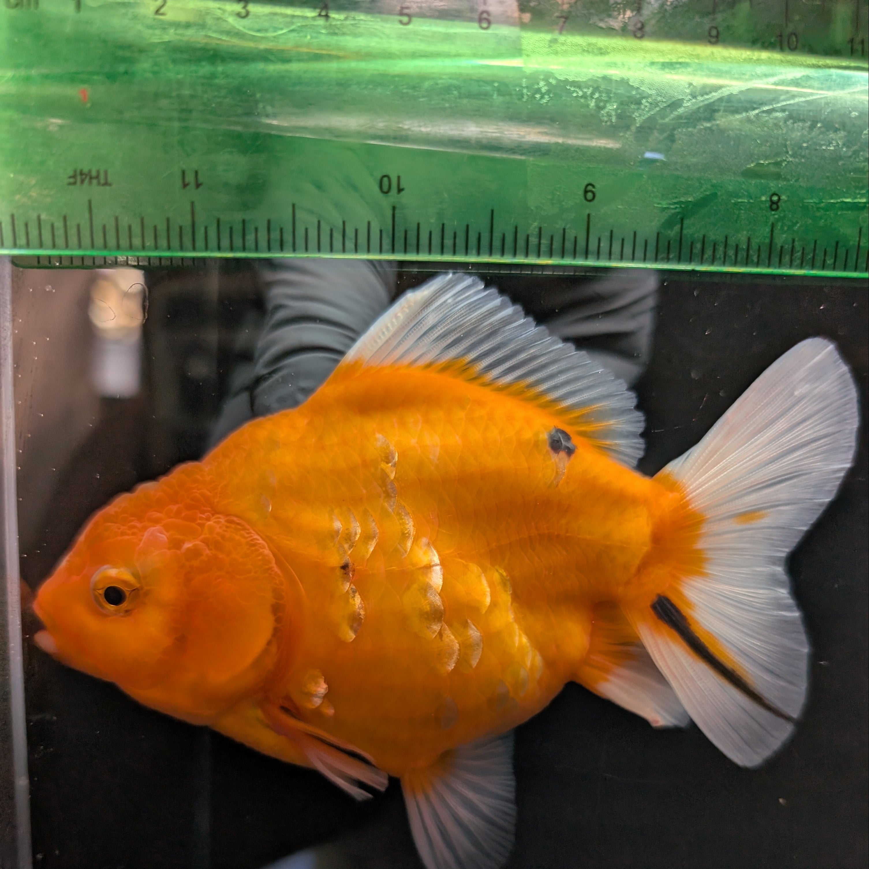 Jumbo Oranda Yuan Bao Sakura   4"-4.5"in. ID#807SB13A-006 Please See Notes.