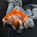 Baby Thai Shogun Oranda Tricolor 2"-2.5" in. ID#1016BSG11A-010