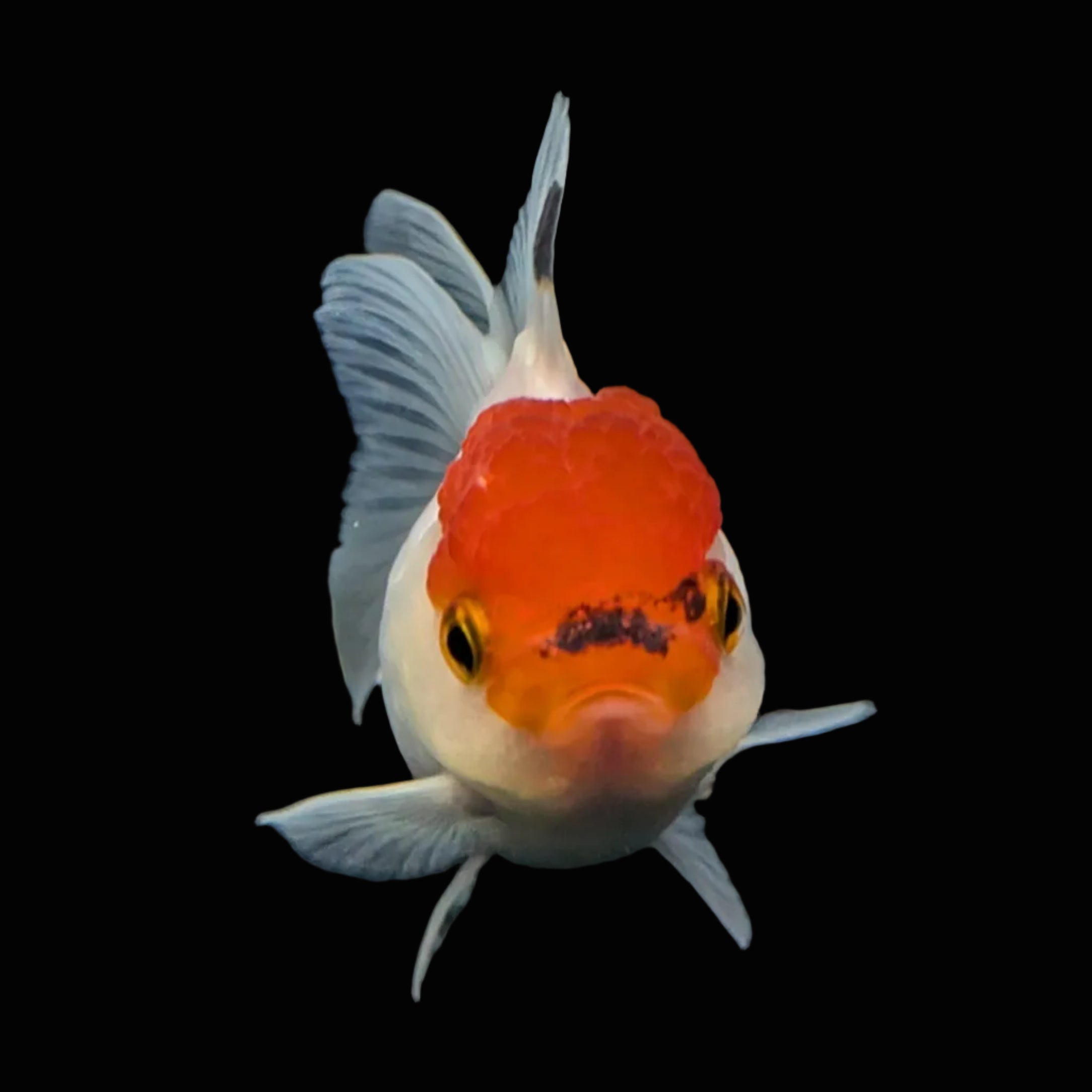 Juvenile Oranda Tricolor 3.5"-4" in.  ID#501T2A-001