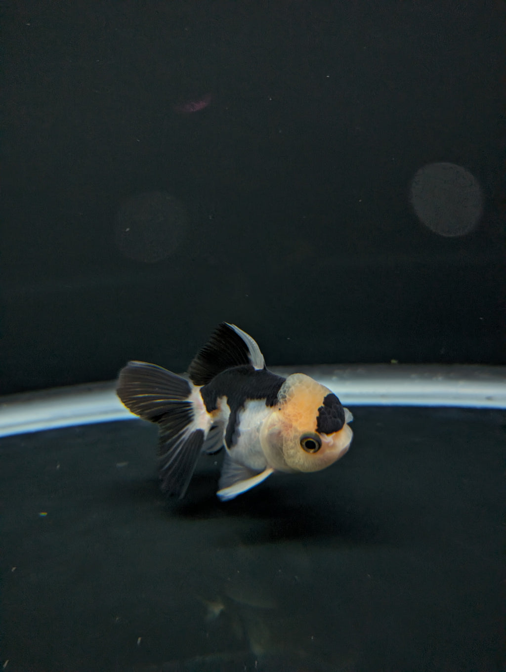 Juvenile Thai Oranda Panda 3"in.  ID#814T1A-008