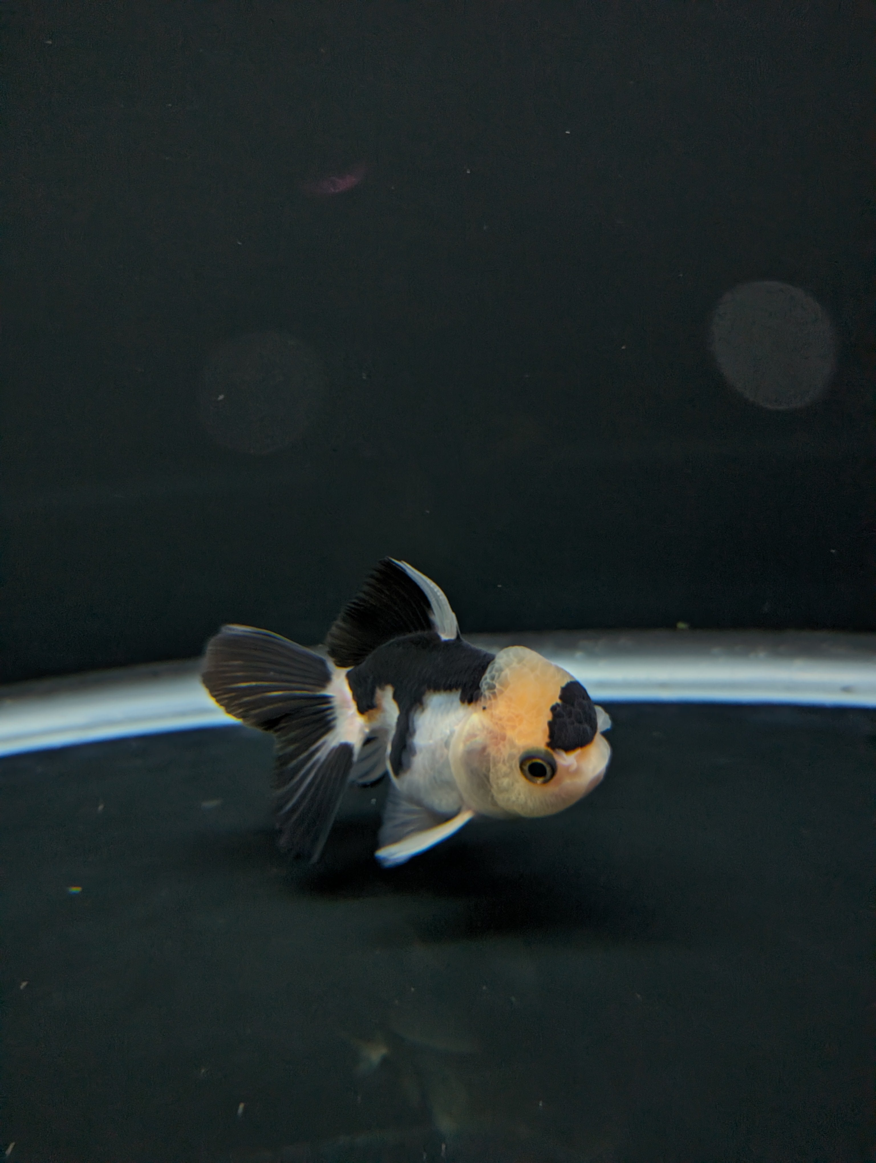 Juvenile Thai Oranda Panda 3"in.  ID#814T1A-008