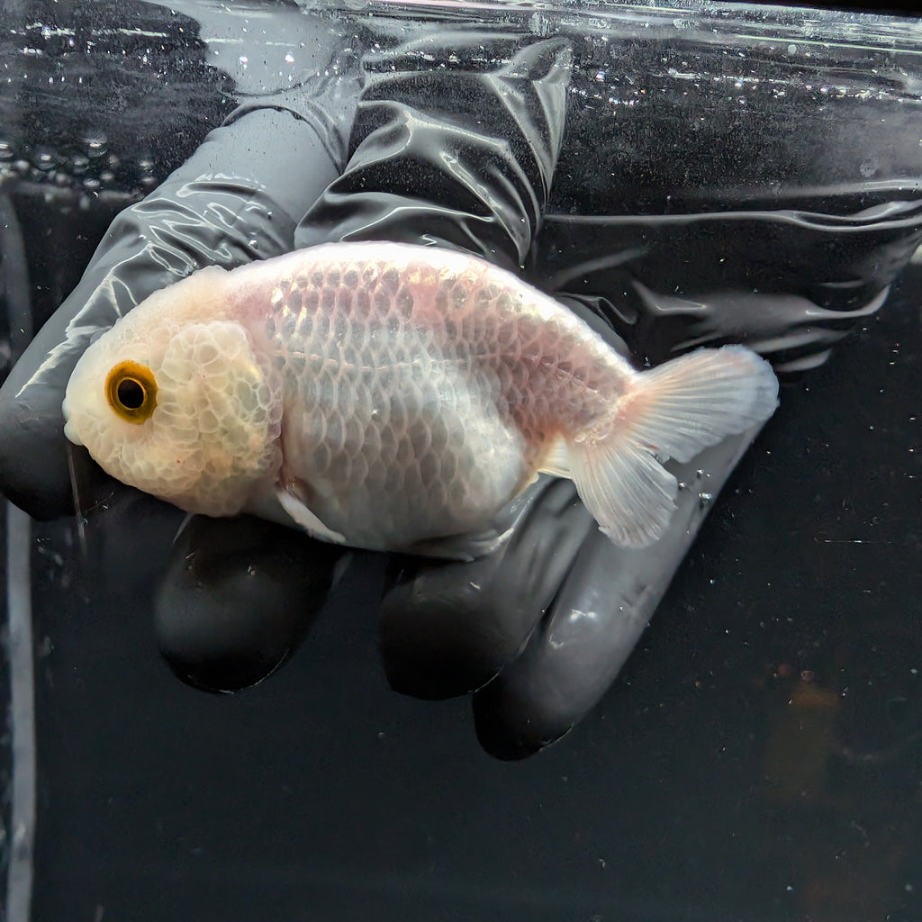 Baby Ranchu Red White 2.5"-3" in. ID#515R4A-011