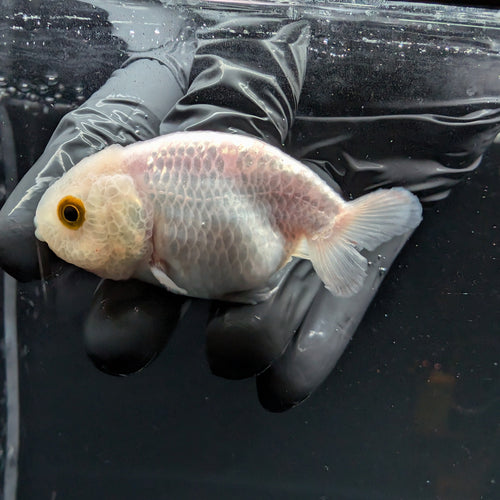 Baby Ranchu Red White 2.5"-3" in. ID#515R4A-011