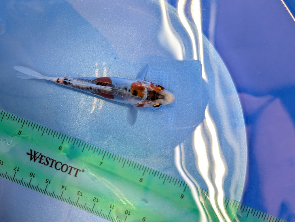 Shusui Koi  4"in. ID#806BFK-015