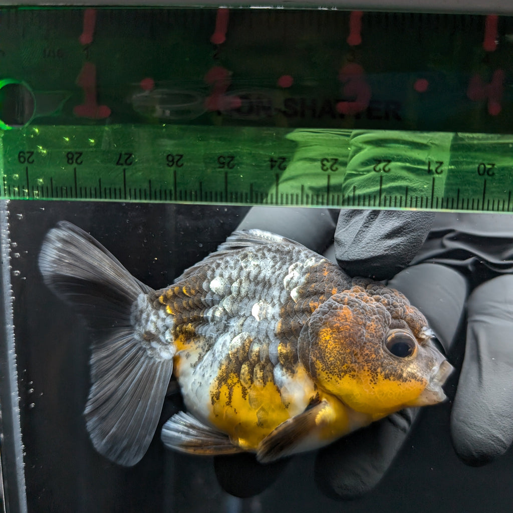 Thai Oranda Shogun Kirin Calico 4" in. ID#626SG7A-001
