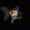 Juvenile Oranda Panda 3.5"-4" in.  ID#327T13b-036