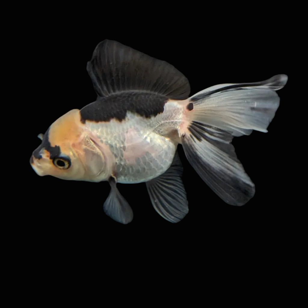 Juvenile Thai Oranda Panda 3"in.  ID#814T1A-007 Please See Notes.
