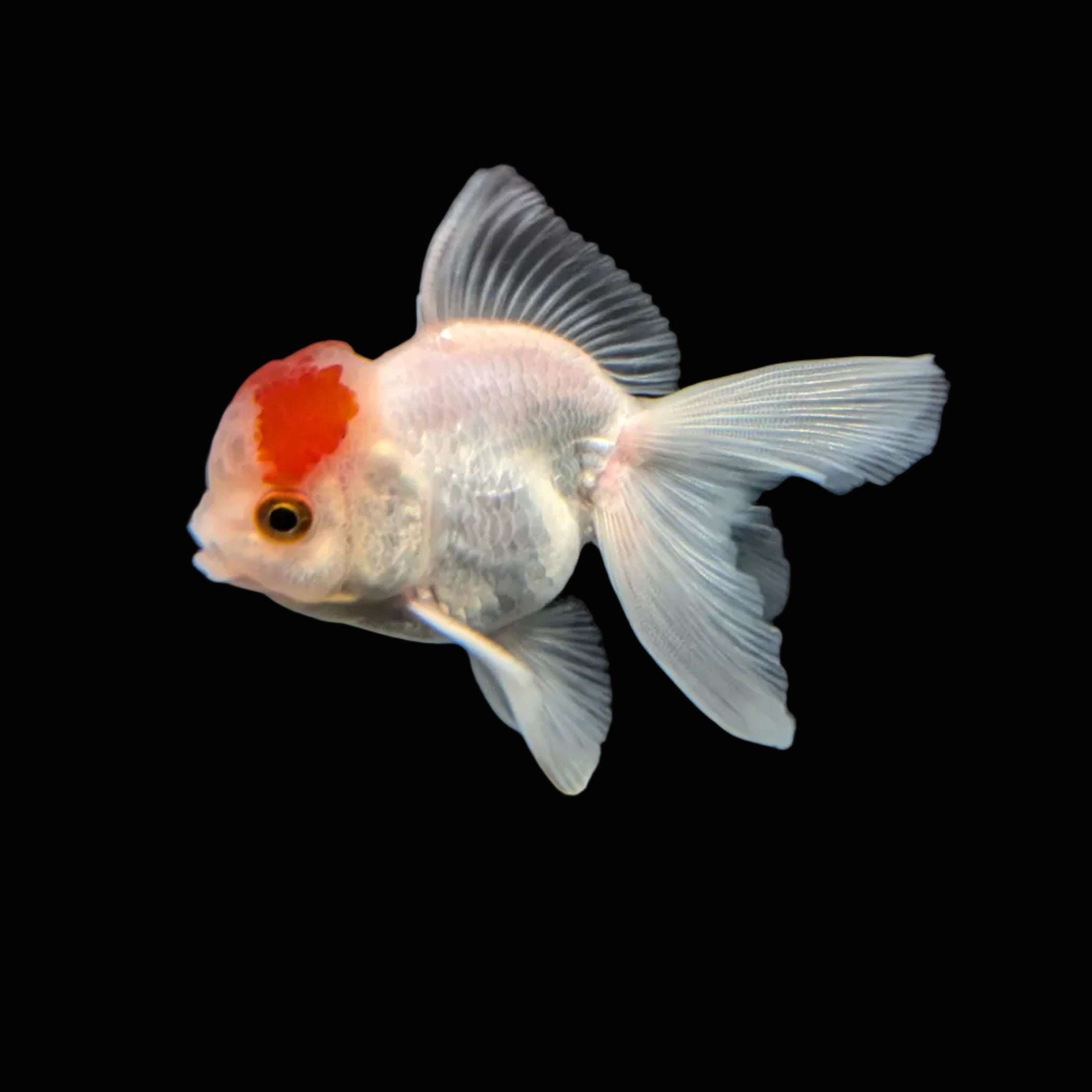 Juvenile Oranda Tricolor 3.5"-4" in.  ID#417T7A-009