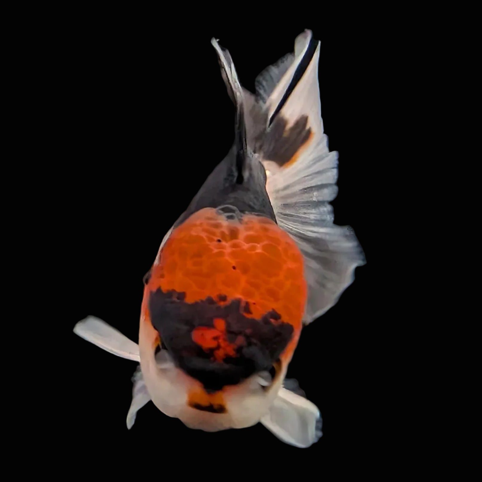 Juvenile Oranda Tricolor 3.5"-4" in.  ID#424T1A-006