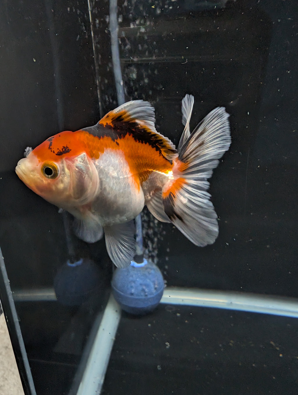 Thai Juvenile Oranda Tricolor 3"-3.5" in.  ID#626T1A-004