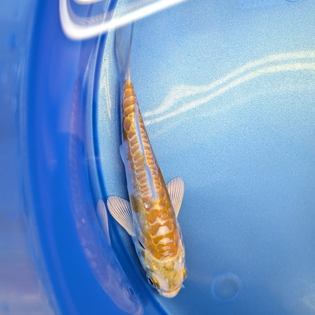 Doitsu Hariwake Koi  4"in. ID#806BFK-017