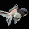 Juvenile Oranda Panda 3.5"-4" in.  ID#403T8A-008