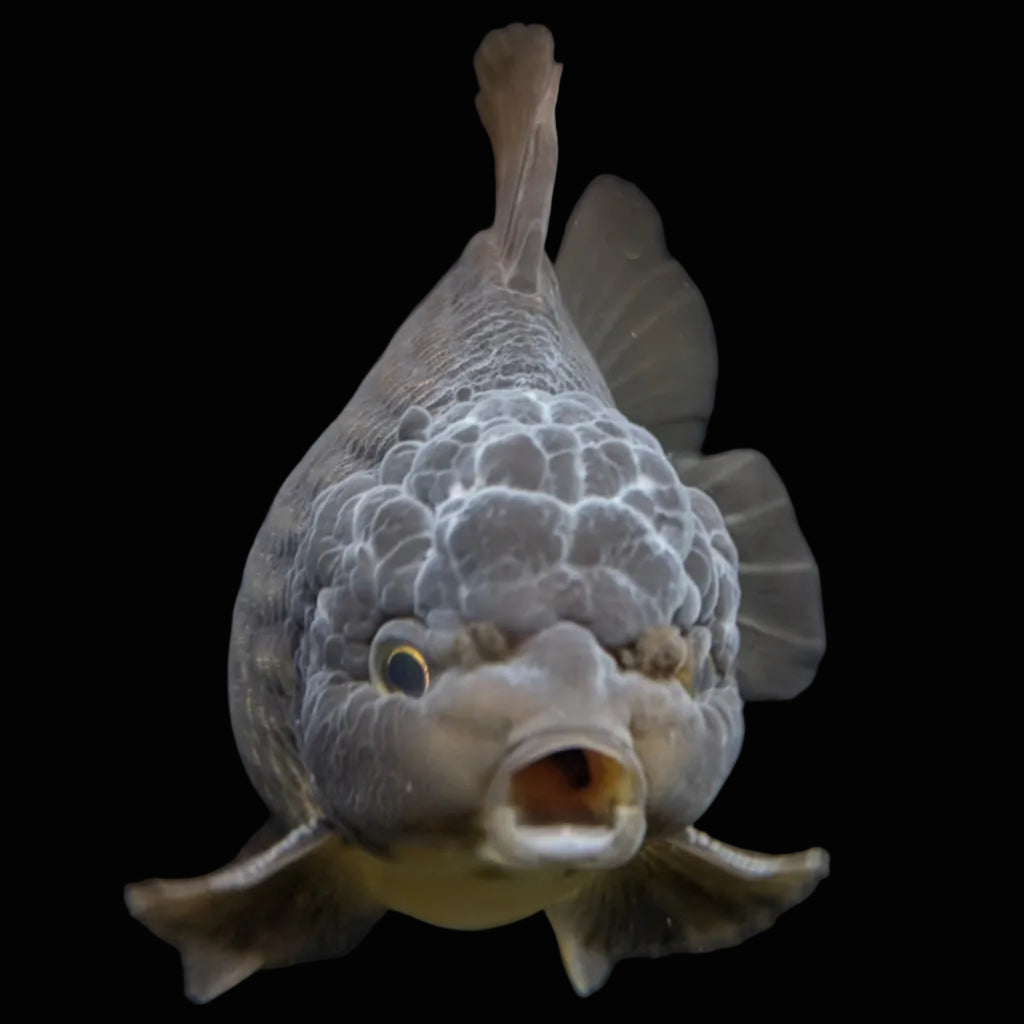 Jumbo Oranda Yuan Bao Black / Bronze 4.5"-5"in. ID#904YB13A-005
