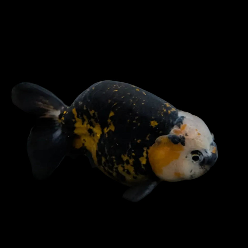 Jumbo Ranchu AA Grade *Special Color Calico 5" in. ID#116R4B-07