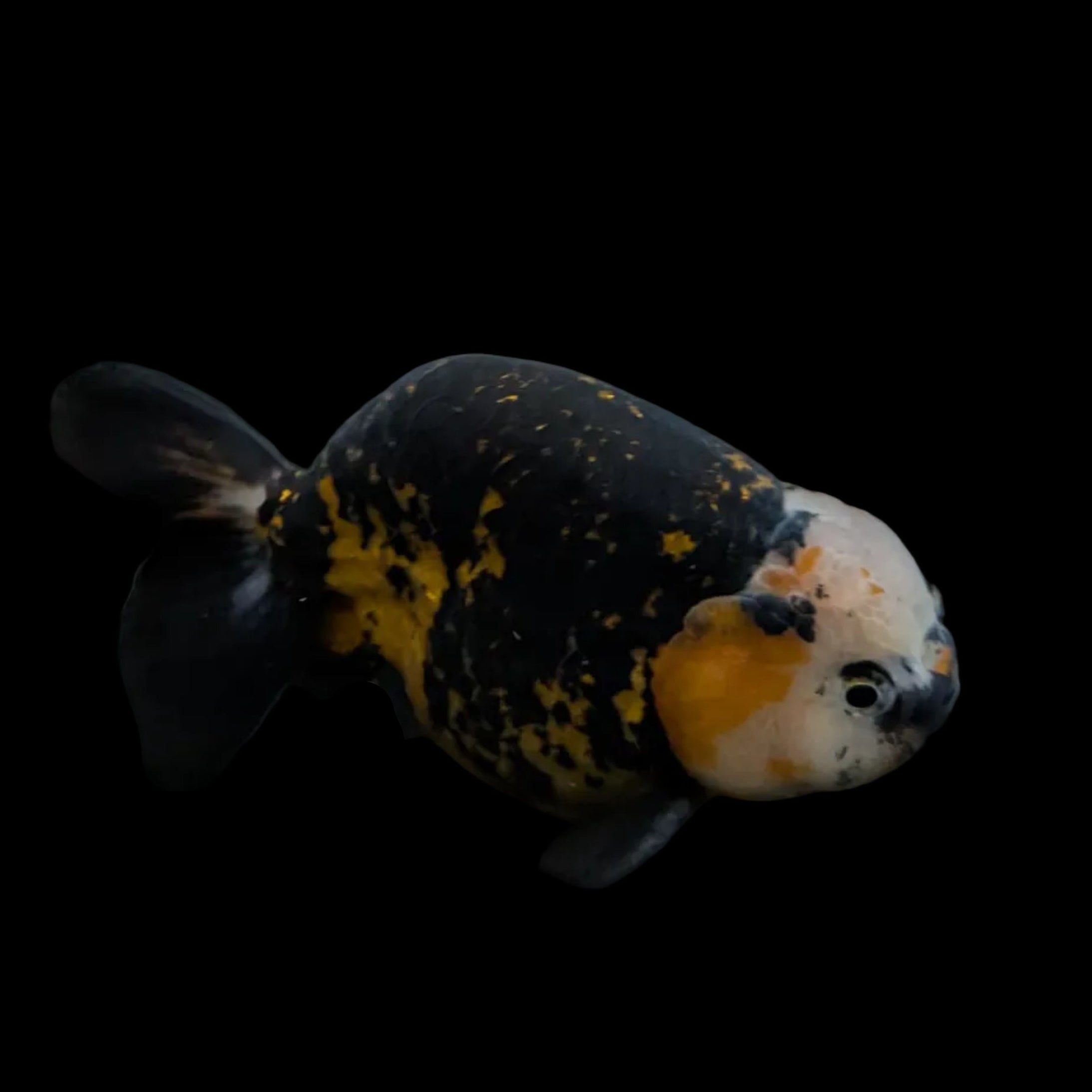 Jumbo Ranchu AA Grade *Special Color Calico 5" in. ID#116R4B-07