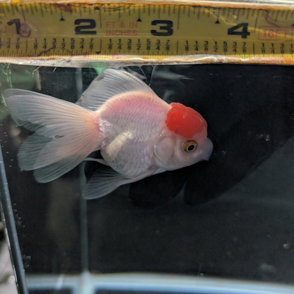Juvenile Oranda Red Cap 3.5"-4" in.  ID#327T13b-034
