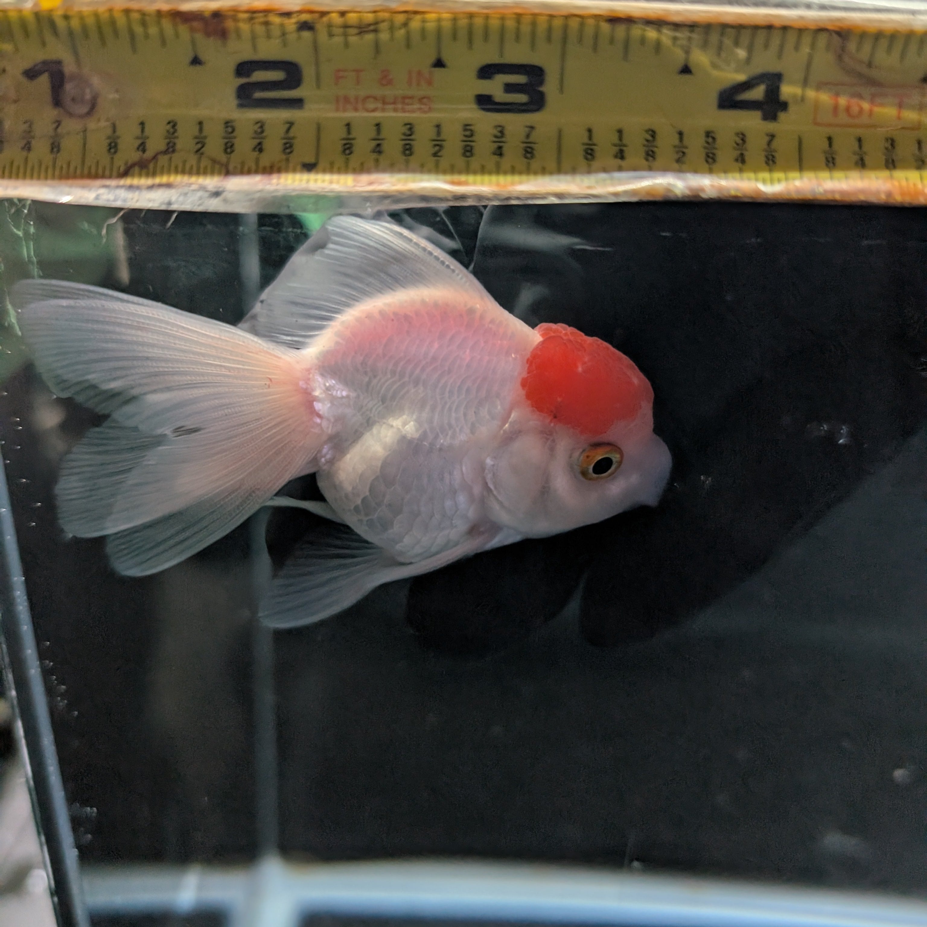 Juvenile Oranda Red Cap 3.5"-4" in.  ID#327T13b-034