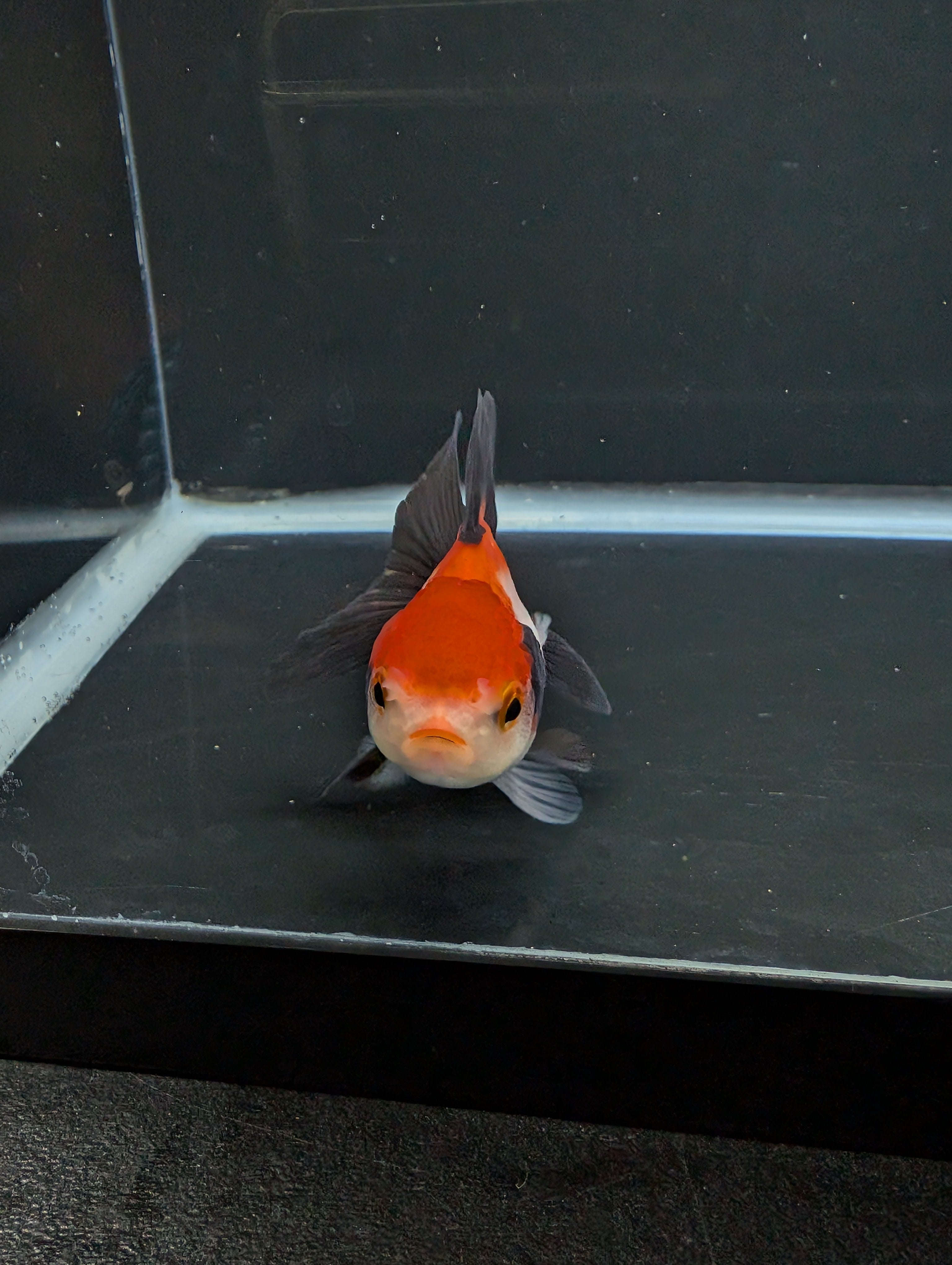 Juvenile Thai Oranda Tricolor 3"in.  ID#814T1A-009
