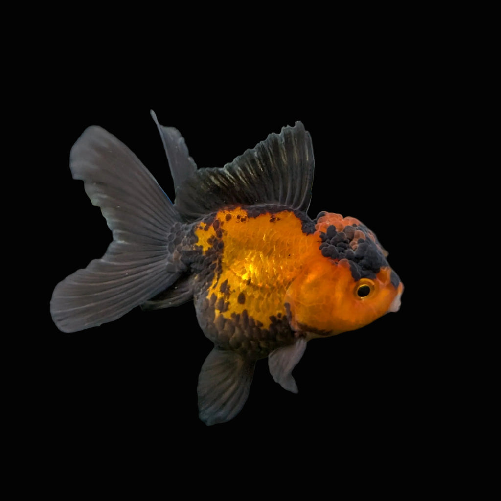 Juvenile Oranda Tricolor 3.5"-4" in.  ID#403T8A-003